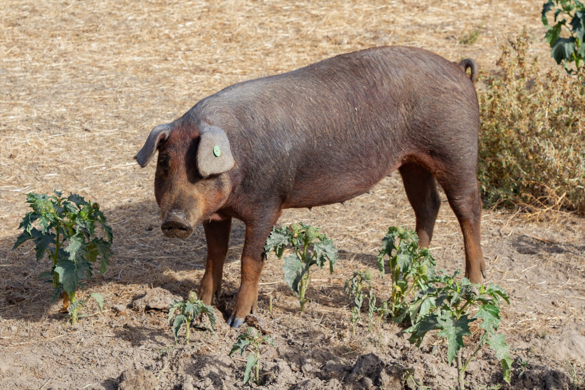 EuropaPress 7139537 cerdo granja 19 octubre 2025 salamanca castilla leon espana varios jabalies