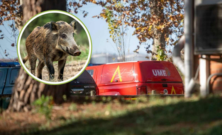Aumentan a 9 los casos de peste porcina africana en jabalíes de Catalunya