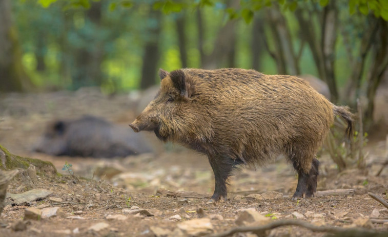 El Govern mantiene los 9 casos de Peste Porcina Africana tras encontrar 50 jabalíes muertos en Collserola
