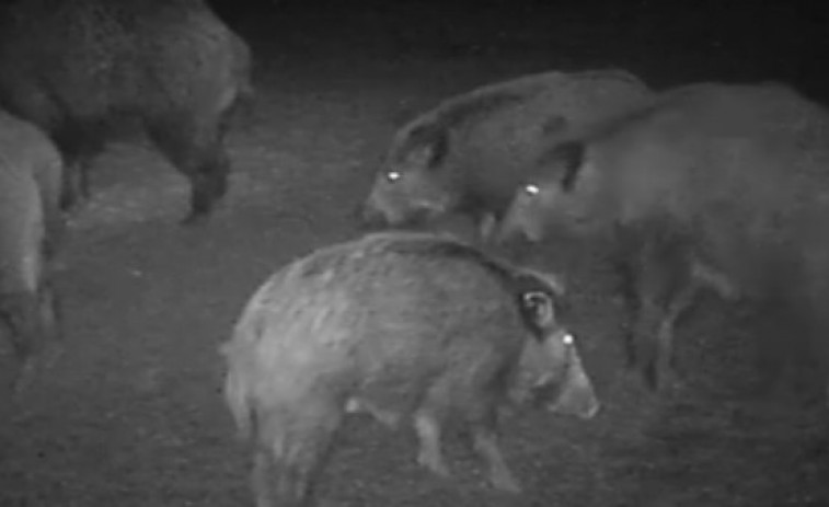 VIDEO | ¿Por qué hay tantos jabalíes? Las investigaciones sobre el imparable 