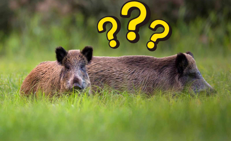 ¿Ha salido la peste porcina africana de un laboratorio de Bellaterra? Esto es lo que sabemos