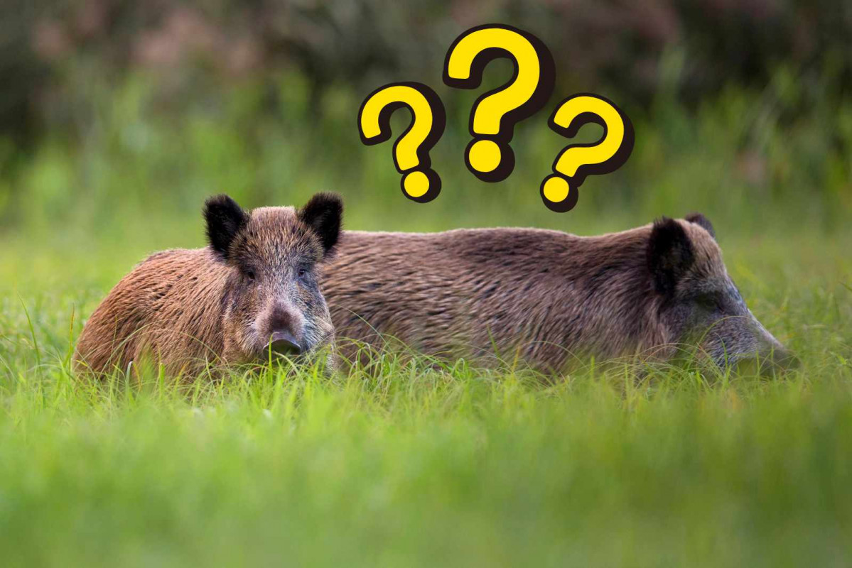 Jabalíes, interrogante   CANVA