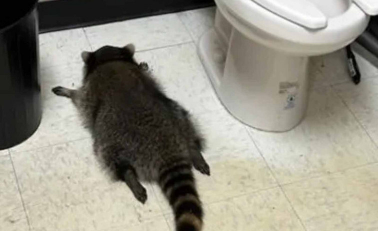 FOTO | Cazan a un mapache borracho tirado en el suelo tras entrar a robar a una tienda de alcohol