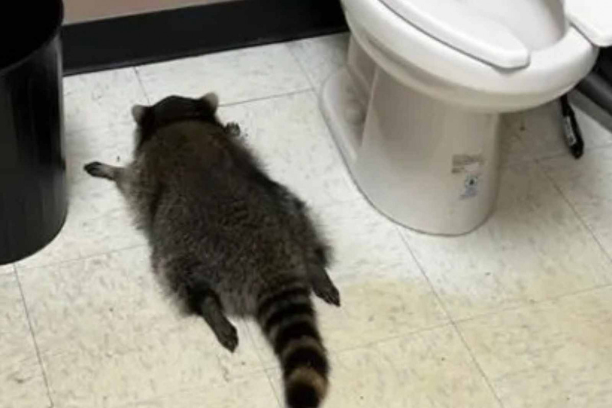 Mapache desmayado al lado del baño   Refugio y protección de animales del condado de Hanover