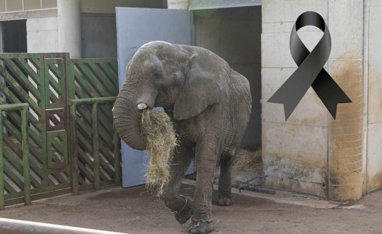 Muere en Cantabria el elefante africano más emblemático de Europa tras una brutal pelea con su hijo