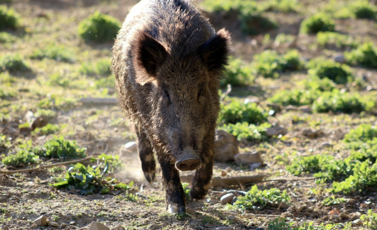 Se elevan a 13 los casos positivos de jabalíes con peste porcina africana