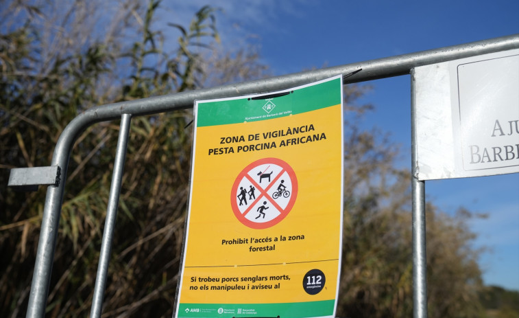 La UE desaconseja iniciar la caza de jabalíes para evitar la propagación de la peste porcina