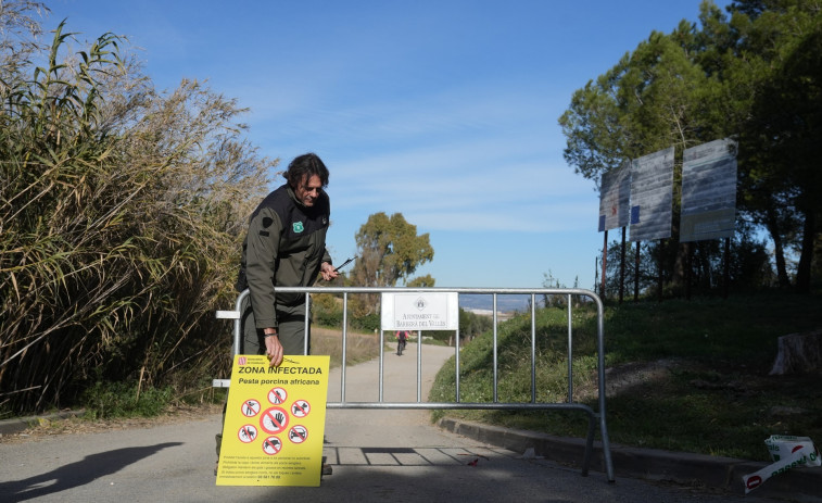 Aparecen dos jabalíes muertos en la zona de riesgo de la peste porcina africana