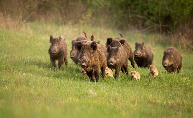 Más de 20 millones perdidos cada semana: así afecta la peste al sector porcino español