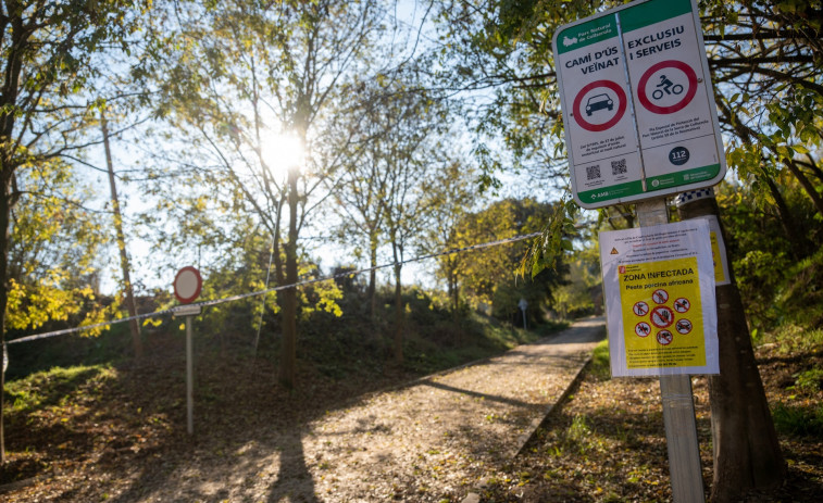 Cierran todo el parque de Collserola tras detectarse el primer caso de peste porcina en Barcelona