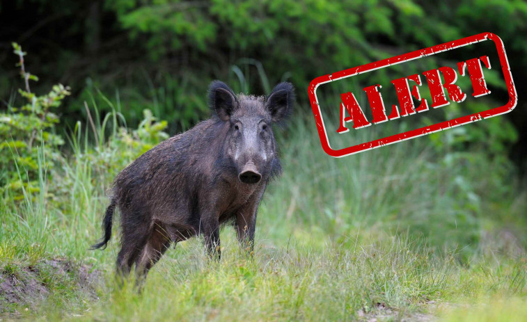 Jabalíes fuera de control: Catalunya reducirá su población a la mitad