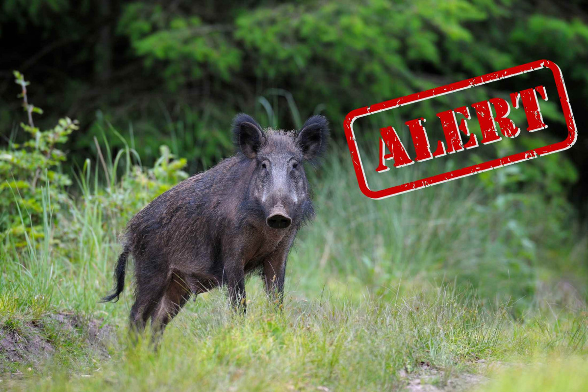 Alerta, jabalí   CANVA