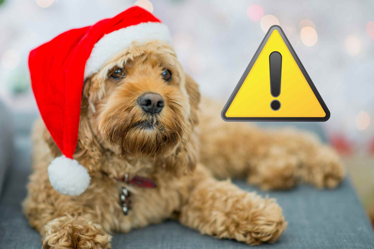 Perro, Navidad, Alerta   CANVA