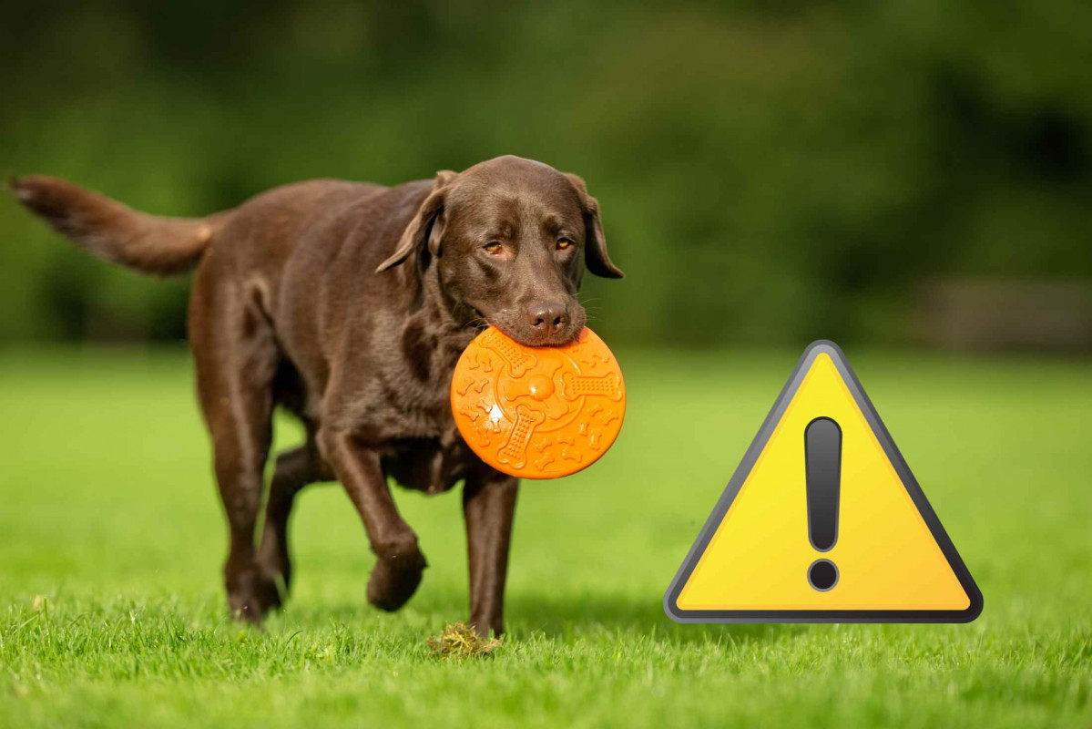 Alerta, perro   CANVA