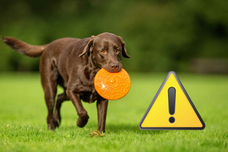 Horror en El Catllar (Tarragona): un vecino mata a puñaladas al perro de un joven y sigue en libertad