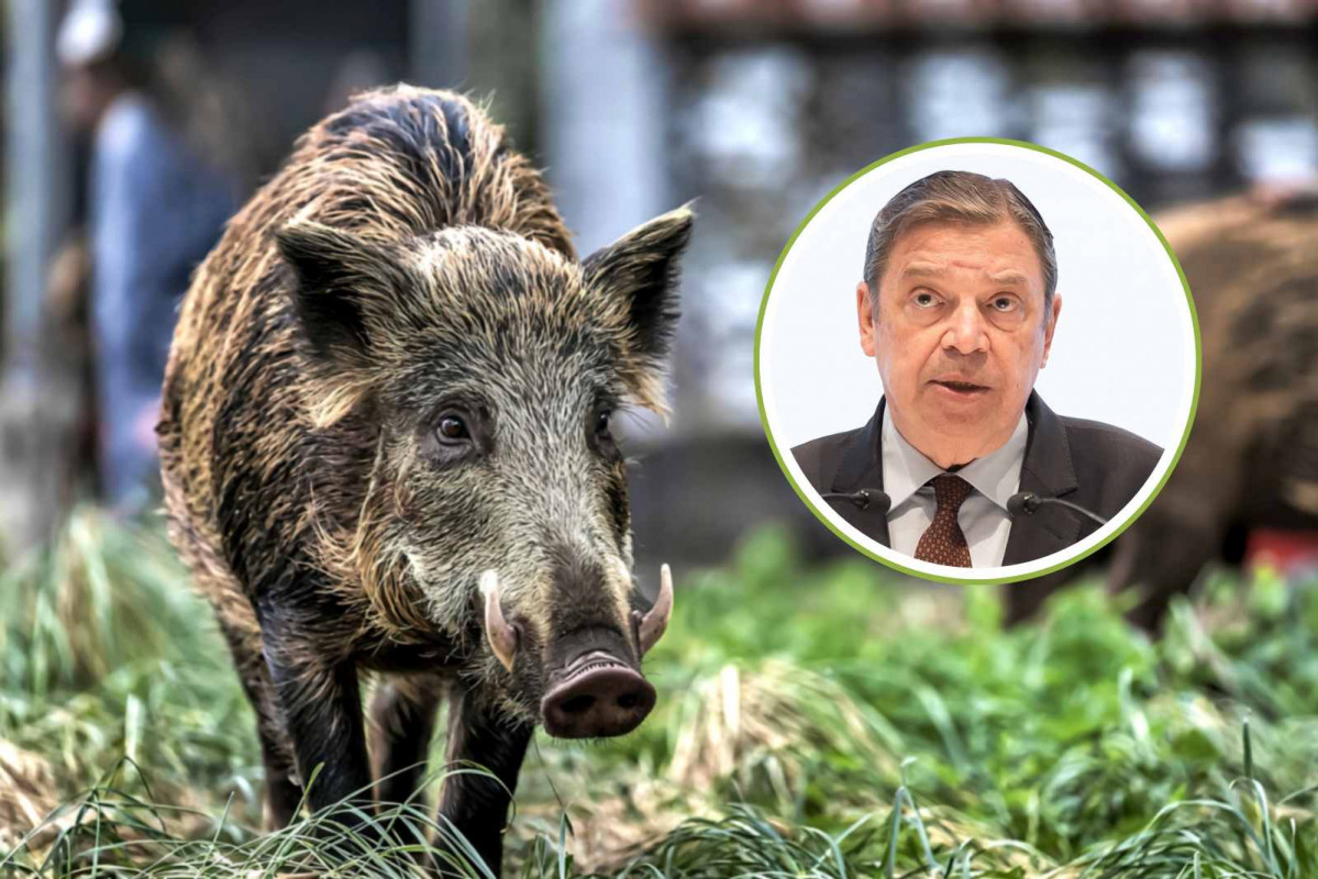Jabalíes; el ministro de Agriculutra, Luis Planas   CANVA   EP