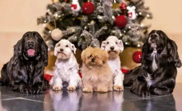 Sofía y Juan Carlos I lo vuelven a hacer: la postal navideña más absurda y desconcertante de la familia real