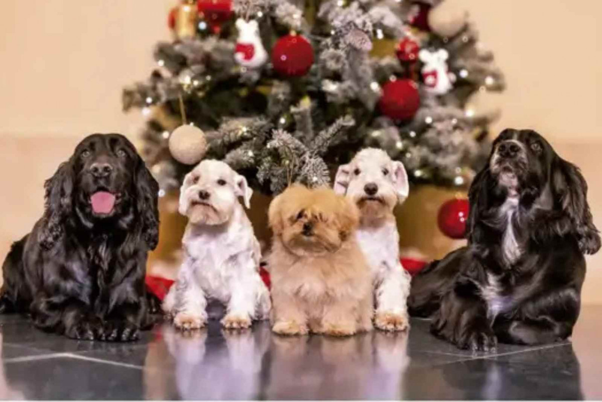 Felicitación navideña de Juan Carlos I y Doña Sofía   CANVA