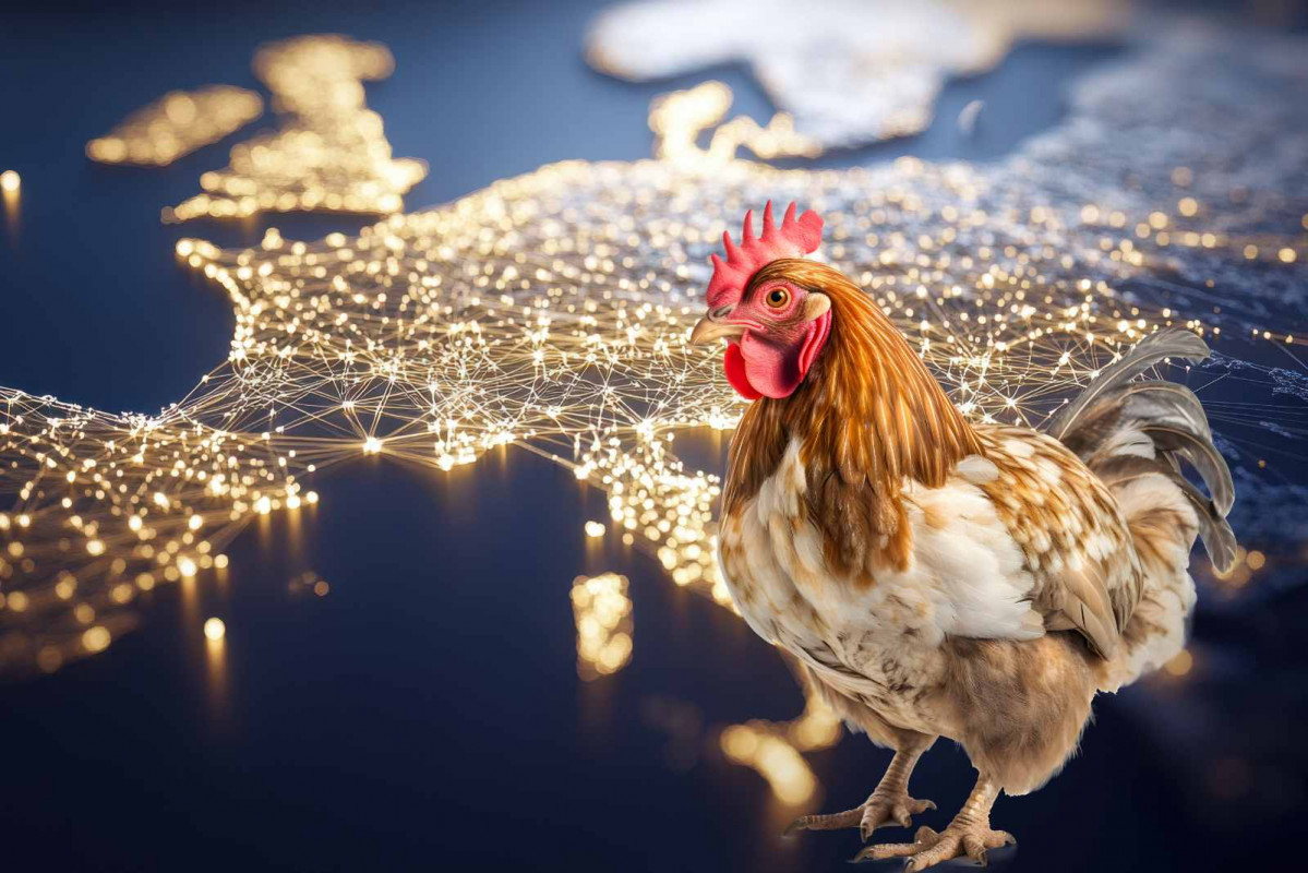 Europa, gallo   CANVA