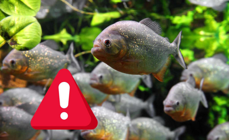 Una niña de dos años muere devorada por pirañas tras caerse a un río