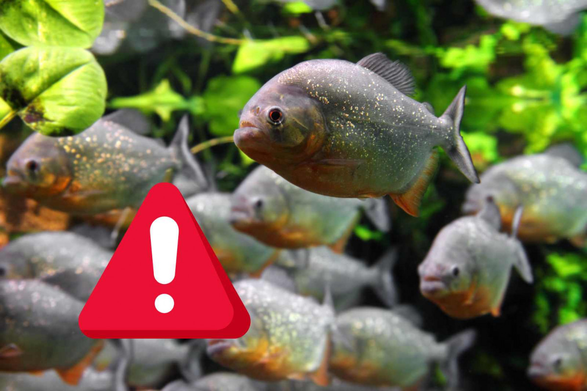 Alerta, pirañas   CANVA   Mik122 de Getty Images