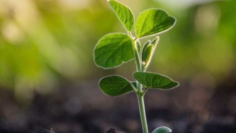 La Generalitat destina casi 28.000 euros a agricultores para preservar la diversidad genética agrícola en Catalunya
