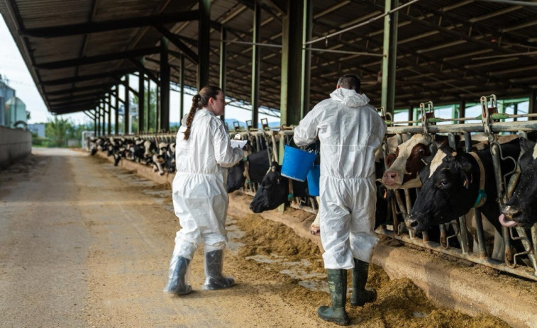 El Govern abona 4,8 millones en indemnizaciones a los ganaderos afectados por la dermatosis nodular contagiosa