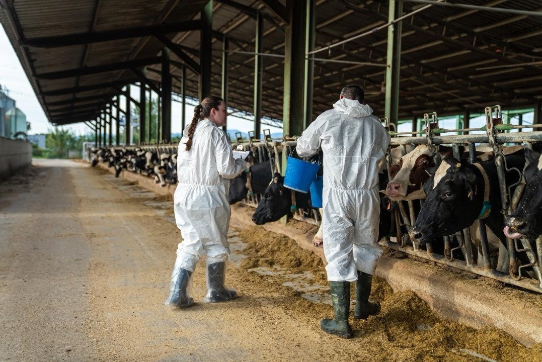 EuropaPress 7019355 proceso vacunacion enla zona afectada dermatosis nodular contagiosa