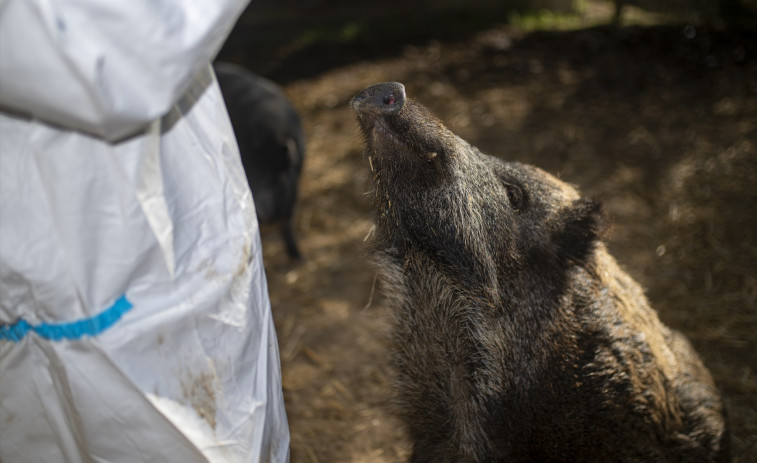 Confirmados otros 18 positivos de peste porcina africana en la zona delimitada en Barcelona