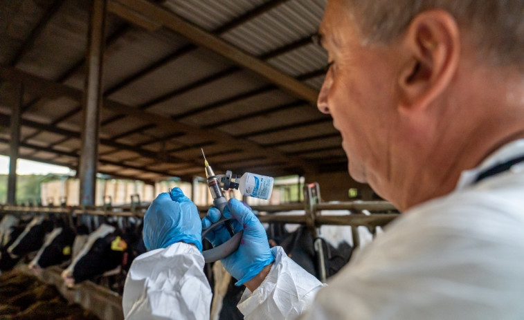 Alerta en Girona: Detectan un nuevo foco de dermatosis nodular contagiosa en vacas no vacunadas