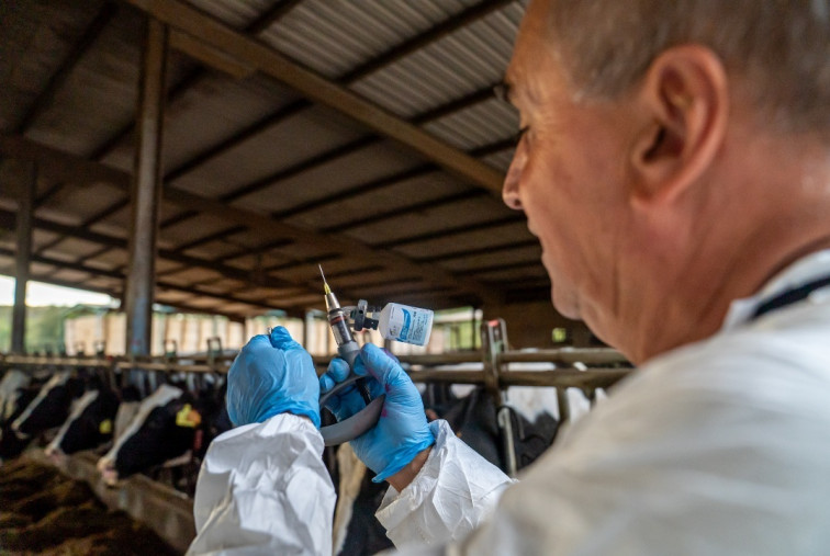 Alerta en Girona: Detectan un nuevo foco de dermatosis nodular contagiosa en vacas no vacunadas