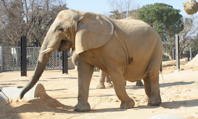Muere la elefanta africana Susi, la más longeva del Zoo de Barcelona, a los 55 años