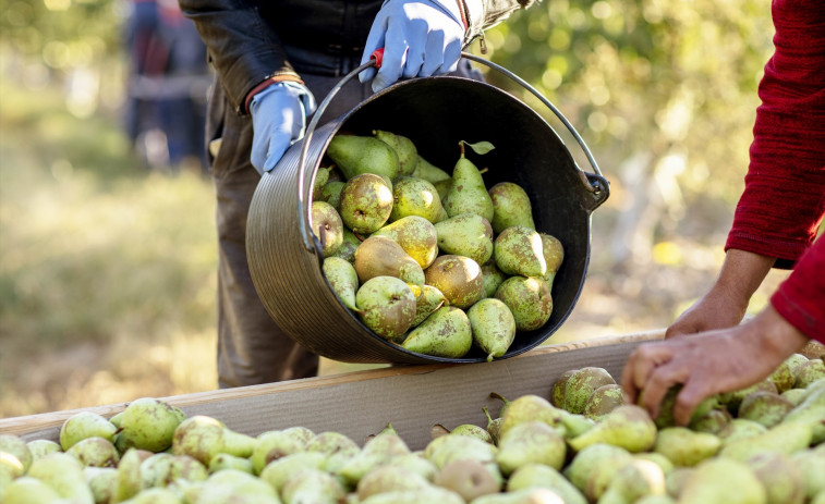 Mercadona compró más de 10 millones de kilos de peras de Lleida durante 2025
