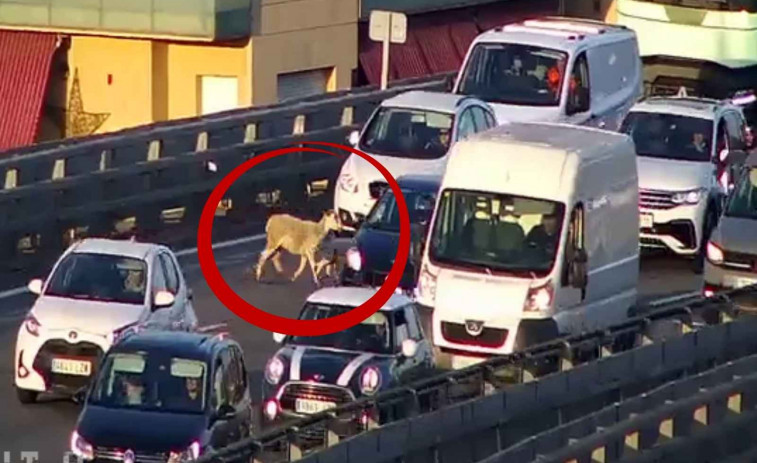 Sorpresa en la C-33: tres cabras colapsan la entrada a Barcelona en plena hora punta
