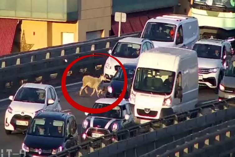 Sorpresa en la C-33: tres cabras colapsan la entrada a Barcelona en plena hora punta