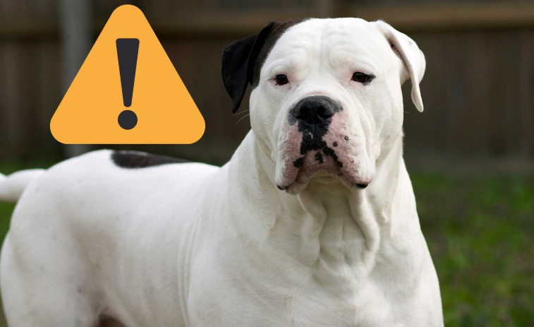 Un niño de 3 años muere tras ser devorado por el perro de su abuela