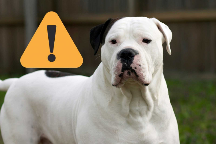 Un niño de 3 años muere tras ser devorado por el perro de su abuela