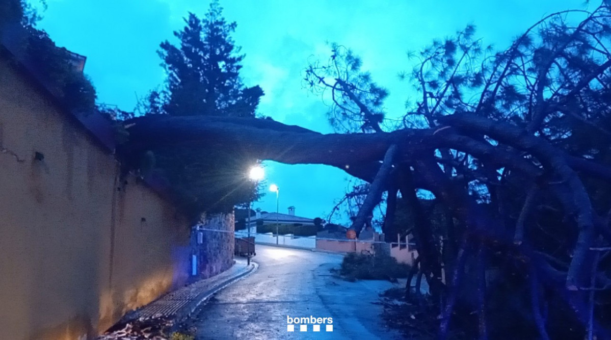 Un árbol caído por la lluvia