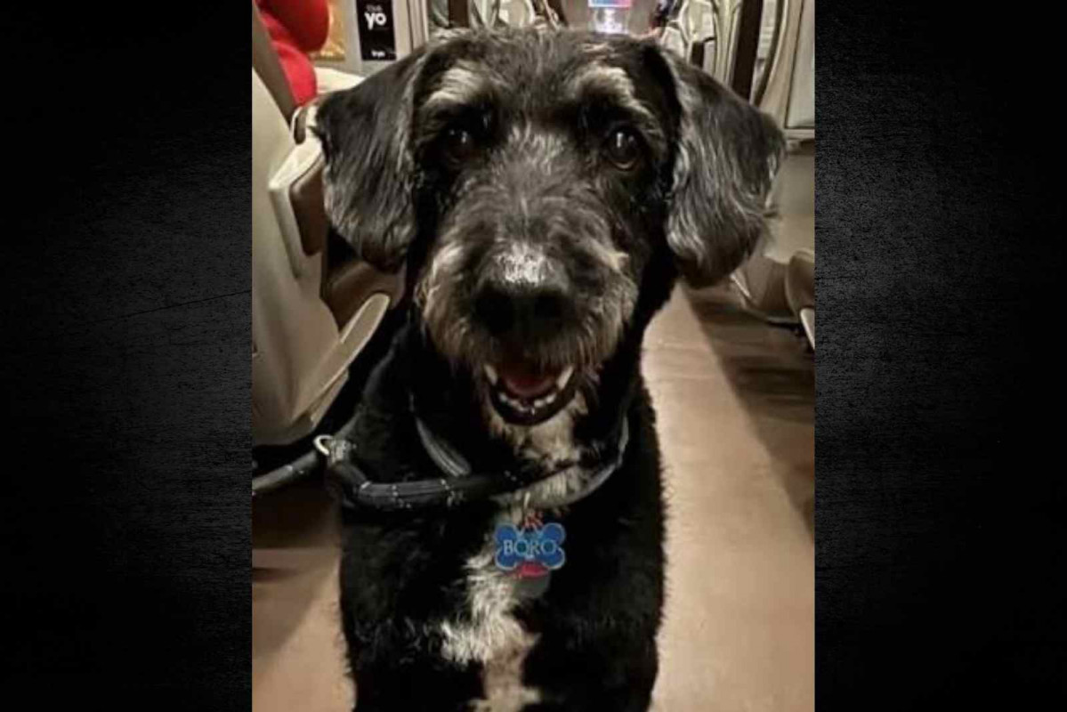 Boro   Redes sociales