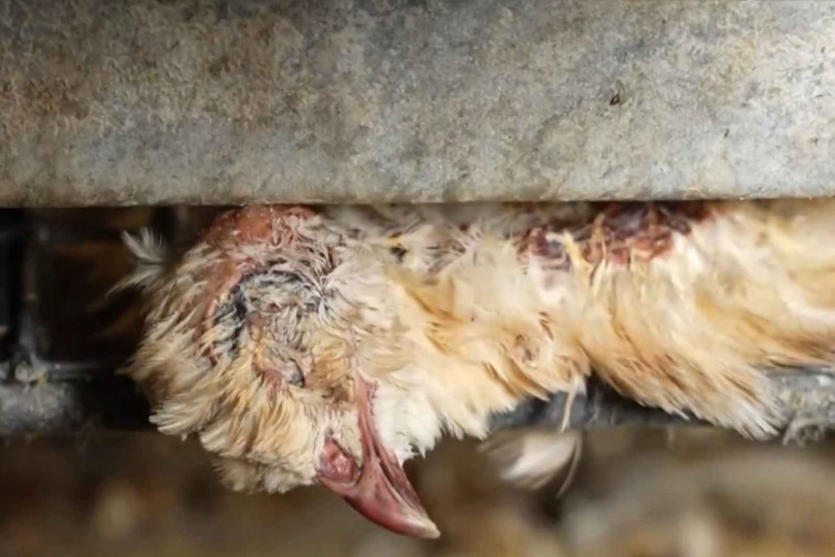 VÍDEO | ¿Bienestar animal? Denuncian a una granja de Lleida con codornices viviendo entre cadáveres