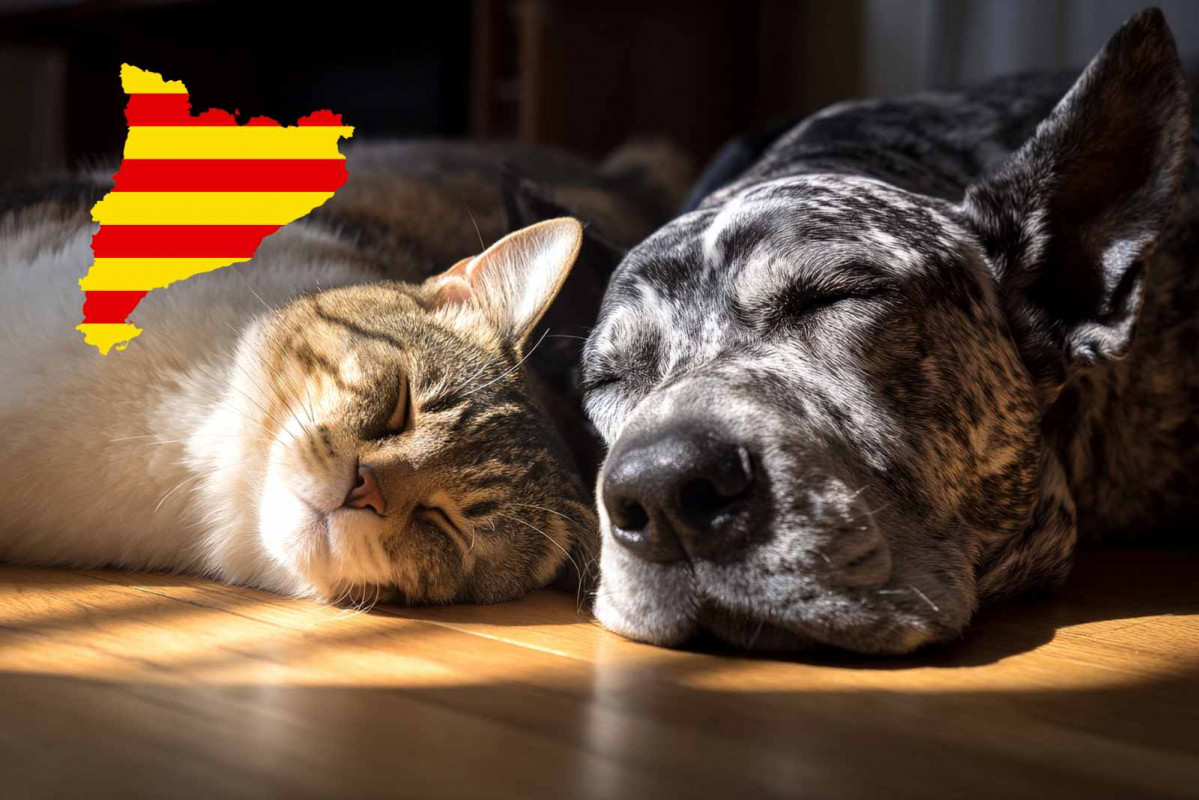 Catalunya, gatos, perros