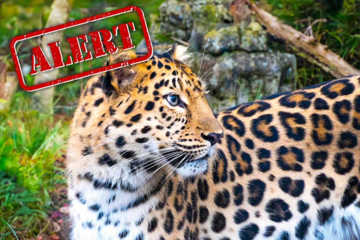 Alerta, Leopardo   CANVA