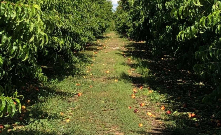 Patronales y ganaderos catalanes celebran 
