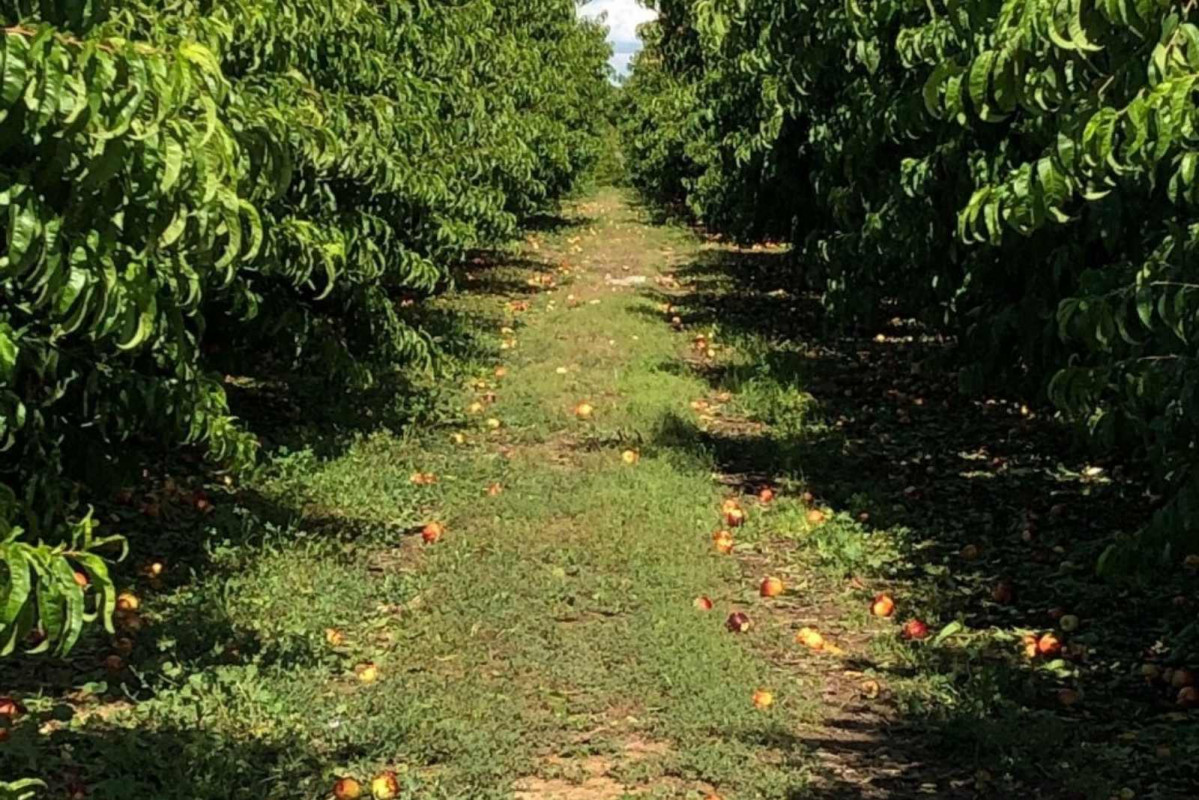 Archivo   Finca de la comarca del Segrià en Lleida   AYUNTAMIENTO DE ALCARRÀS   Archivo