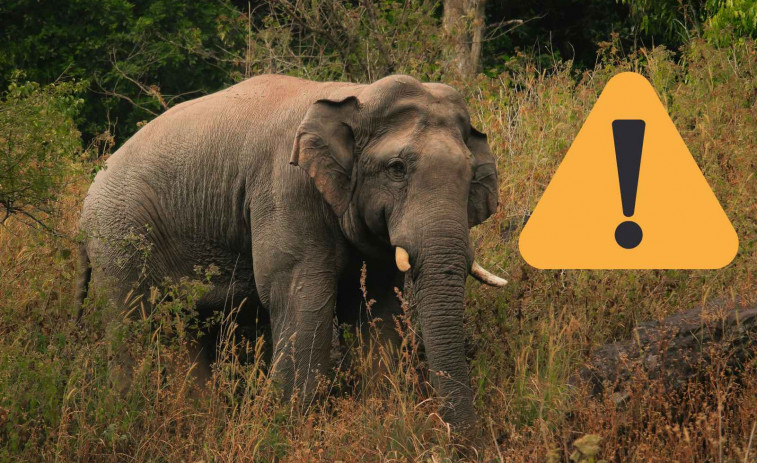 Un elefante salvaje mata a un hombre mientras hacía ejercicio en un parque nacional de Tailandia