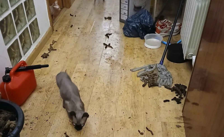 La Guàrdia Urbana interviene en L’Hospitalet y salva seis gatos en estado crítico