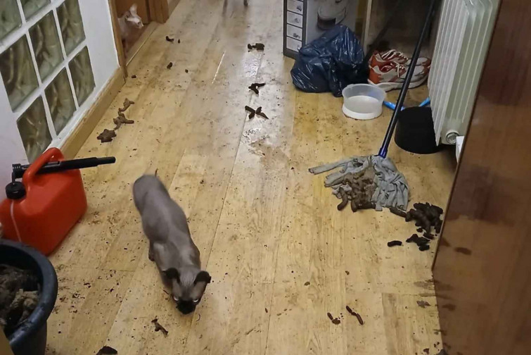 El piso donde vivían los gatos   L'Hospitalet