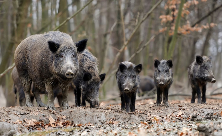 El informe del Ministerio descarta que el brote de peste porcina se originara en el laboratorio de Bellaterra