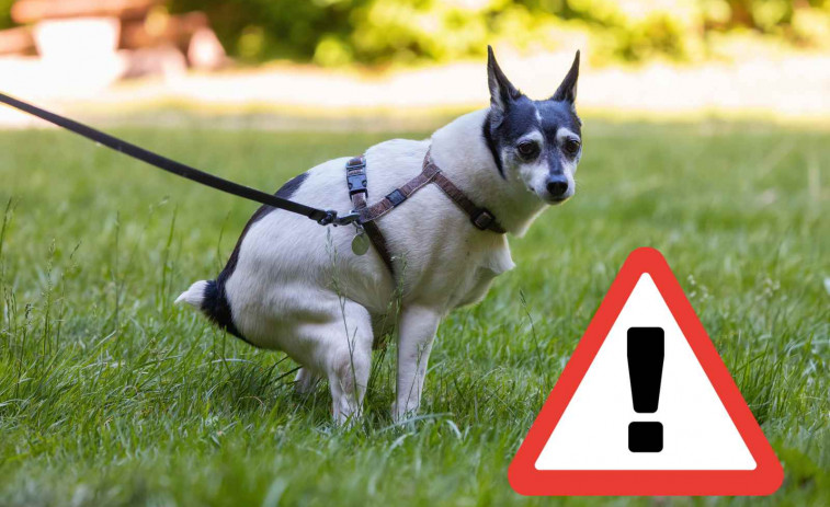 Tarragona exigirá el ADN de todos los perros de la ciudad para identificar sus excrementos