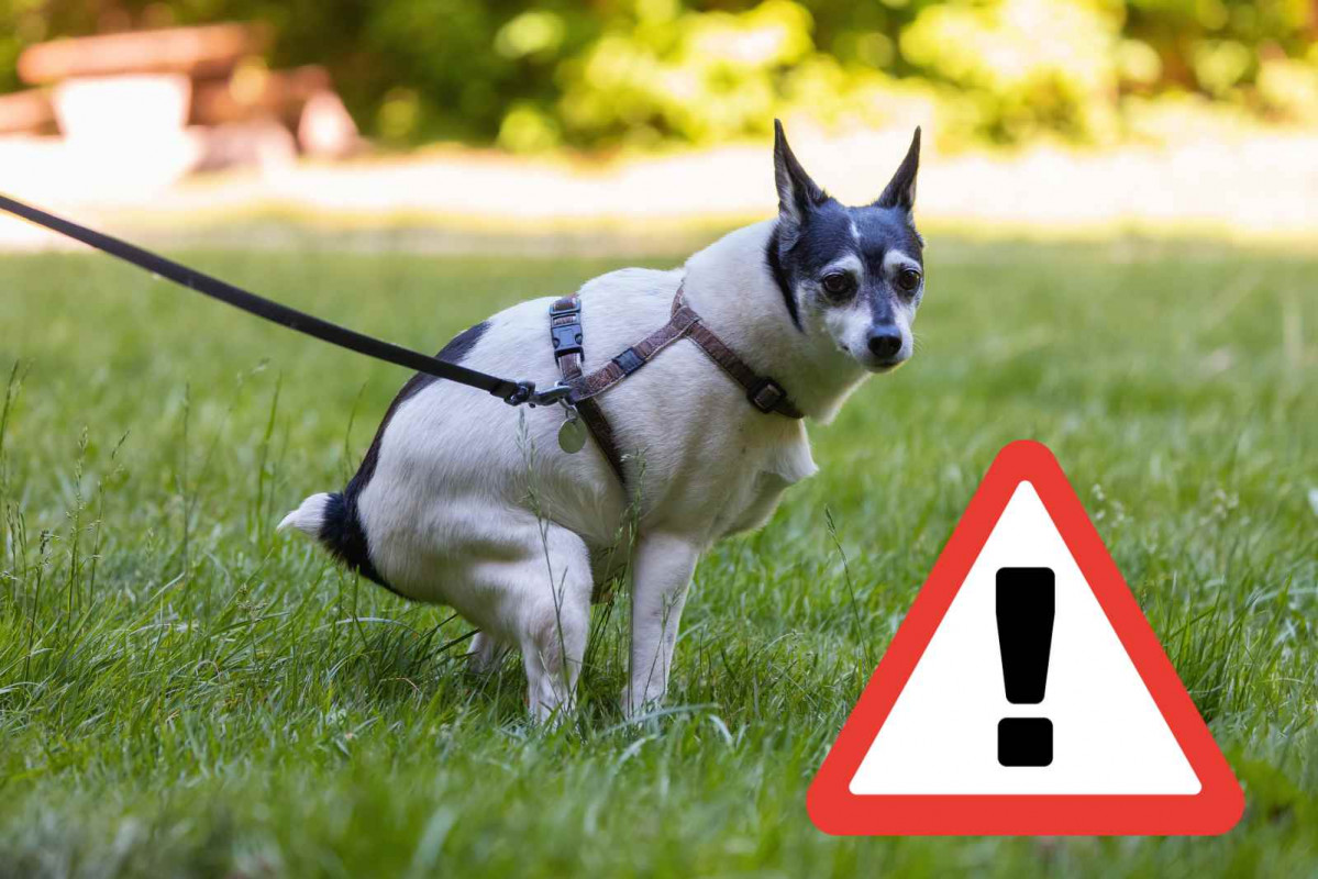 Alerta, un perro defecando   CANVA